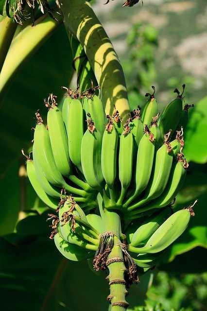 Banana - Green