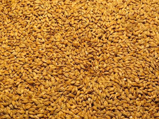 Barley (Jau)