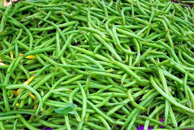 French Beans (Frasbean)