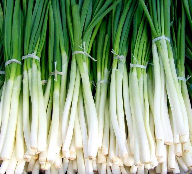 Onion Green