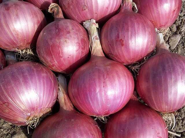 Onion daily rate in Vaijpur | Onion market price in Vaijpur today with 1  varieties | Daily Commodity Prices